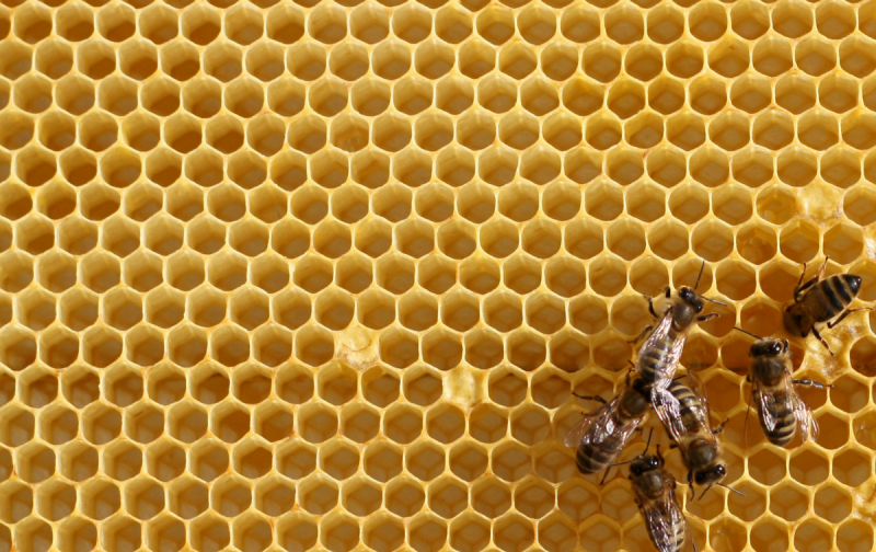 A Sticky Situation: The Buzz About Organic Honey