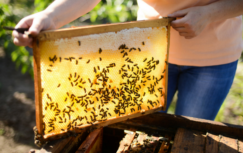 Helping Honey: The Logistics of Saving Bees